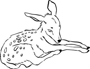 Little cute deer fawn line art.