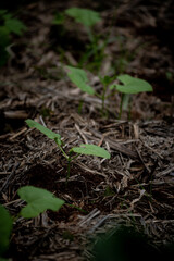 Two bean seedlings growing through mulch layer on an organic farm located in Queensland, Australia