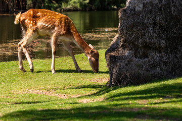 deer and calf