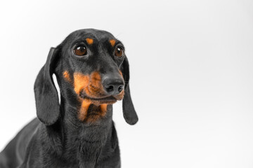 Dachshund model showing perfect emotions in empty white studio. Pet blogger posing for animal magazine and advertisement at white studio wall