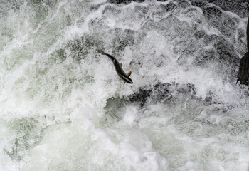View from above of a salmon leaping out of the water in a waterfall in an attempt to swim upstream...