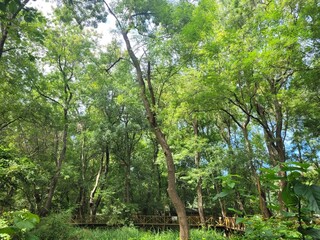 Fototapeta premium tropical forest