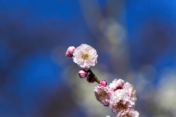 光を浴びて輝く満開のピンクの梅の花