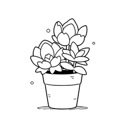 SUCCULENT PLANT 