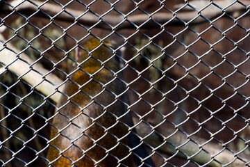 Selective focus of red tailed guenon monkey perched in its enclosure in the afternoon. Great for educating children about wild animals.