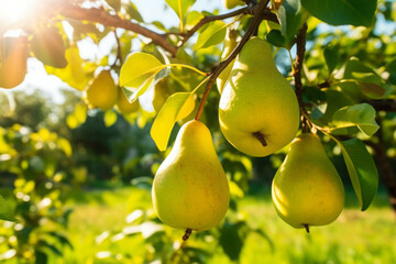 Pear tree with ripe pears outside on sunny day in an orchard, generative AI