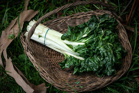 Organic Silverbeet in a brown basket resting on grass.
