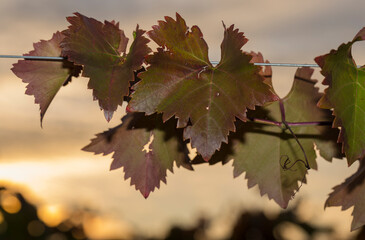 Vine against the blue sky. Vineyards in the autumn with red foliage. Viticulture. Winemaking.