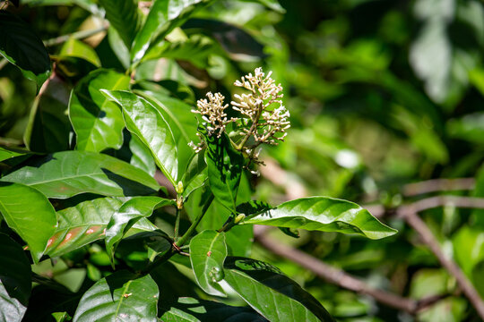 Folhas de "Chacrona" psychotria viridis, ou Rainha no Santo Daime