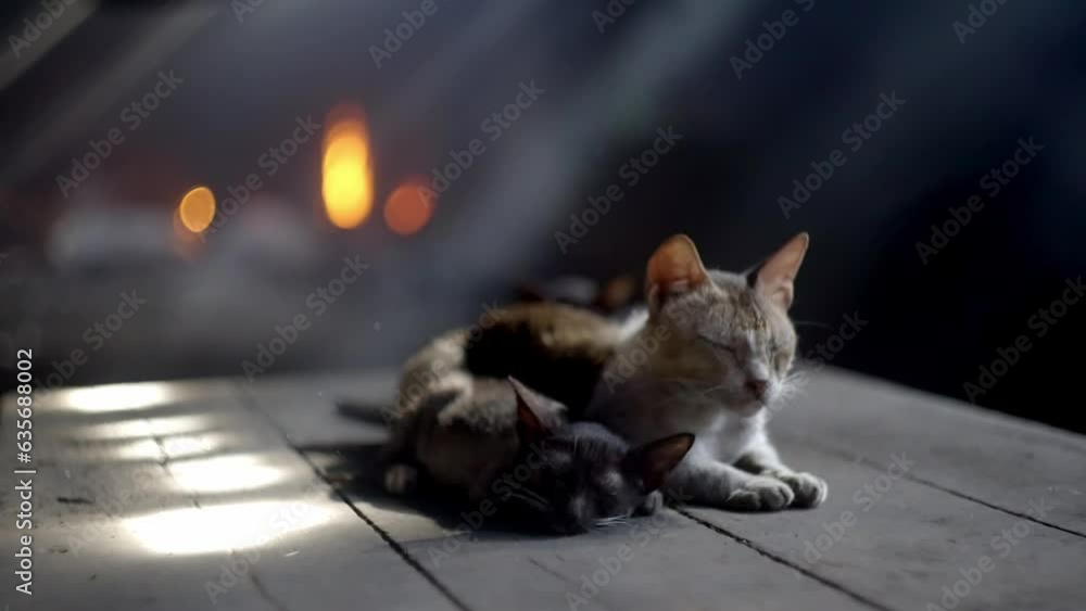 Poster mother cat and kitten resting on wooden table with burning flame in background. closeup