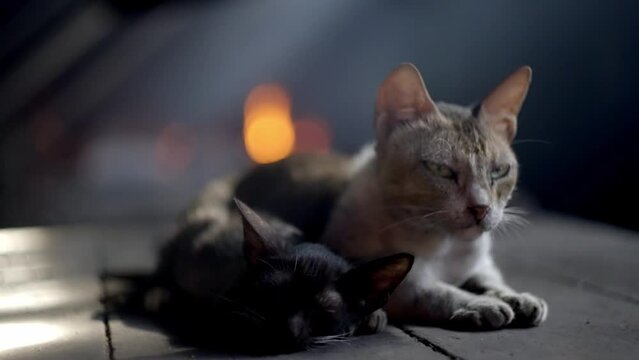 Domesticated Cats Lying Down Over Wooden Table. Selective Focus Shot