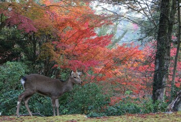宮島の鹿と紅葉
