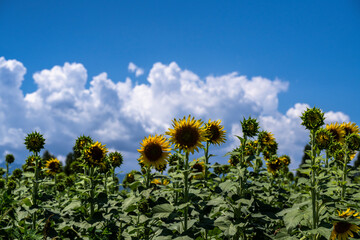 出番待ちのひまわりたち