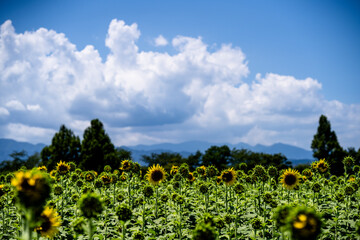 出番待ちのひまわりたち