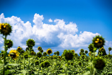 出番待ちのひまわりたち