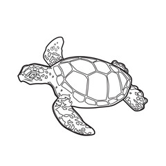 turtle cartoon on white background - 635690435