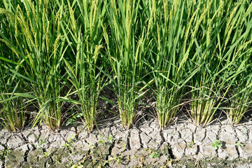 水抜きされ乾燥した田んぼ