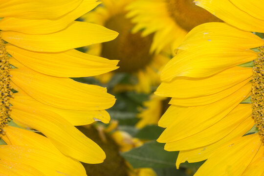 Girasoles