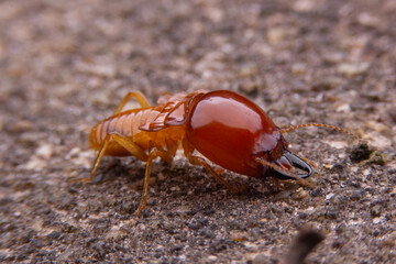 Termites