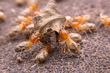 Termites at work.,Group of the small termite