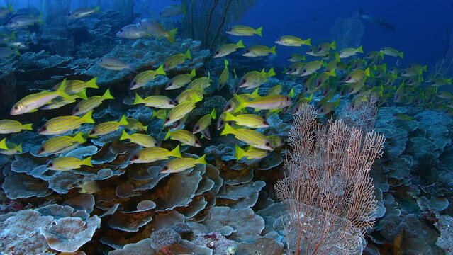 A school of Bluestripped snapper (Lutjanus kasmira) are swimming in a coral Reef, Maldives, Indian ocean, Asia