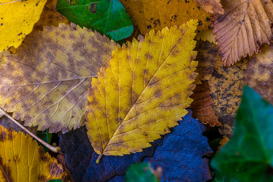 hojas oto&ntilde;o