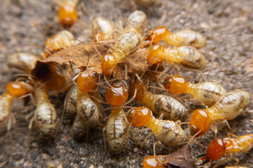 Termites at work.,Group of the small termite