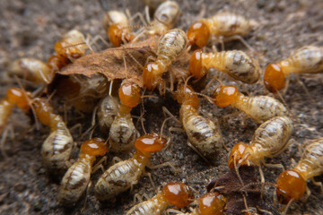 Termites at work.,Group of the small termite