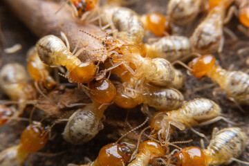 Termites at work.,Group of the small termite