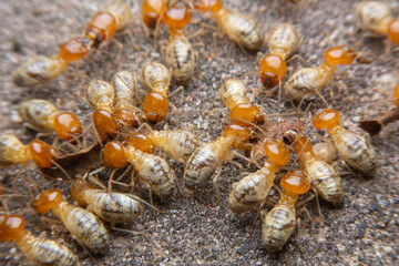 Termites at work.,Group of the small termite