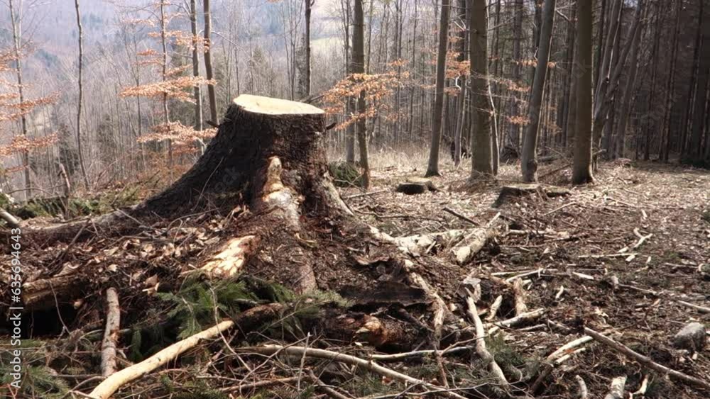 Poster severely damaged forest after extensive logging with remaining stumps and branches