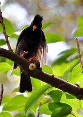 Close-up of a black bulbul (Hypsipetes madagascariensis) on a ficus subpisocarpa tree with green leaves and red fruits