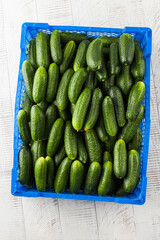 A box of ripe green cucumbers on a white wooden table. Vegetables, harvesting.