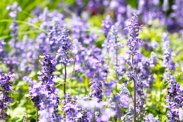 Naklejka premium lavender flowers in the garden