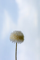 white flower isolated on sky background