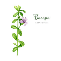 Bacopa plant with green leaves and flower watercolor illustration. Hand drawn Bacopa monnieri adaptogenic medicinal herb. Brahmi herb ayurveda medicine element. White background