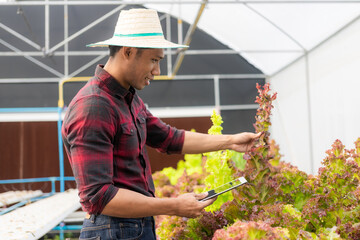 Happy Black Pew Asian farmer proudly standing in organic lettuce greenhouse garden. Young male...