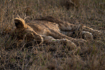 Little lions are sleeping