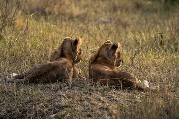 Little lions cuddle each other