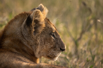 Little lion side close-up