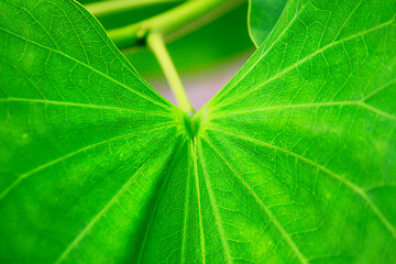 green leaf texture
