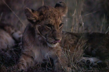 Little lion are smiling