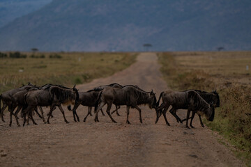 Wildebeests crossing the road,
