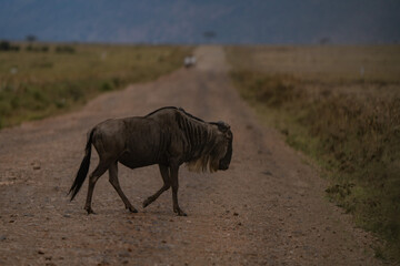 Wildebeest crossing the road