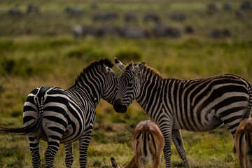 Fototapeta na wymiar Lovely zebra