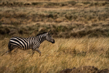 Fototapeta na wymiar Running zebra