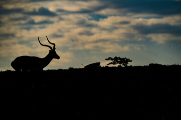 Jumping antelope