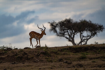 Jumping antelope