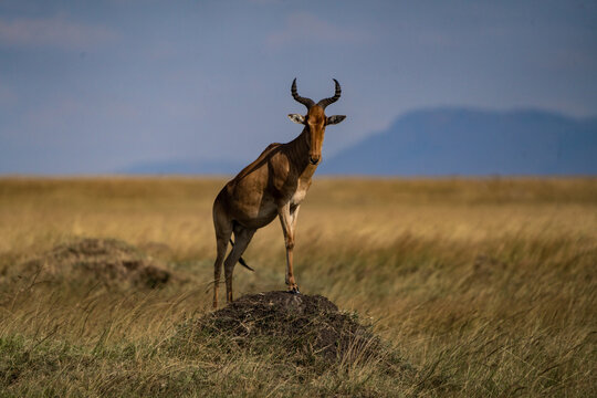 Kobus megaceros