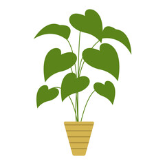 House Plant Decoration